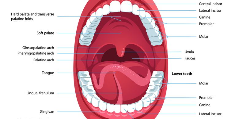 Dalam kelenjar pencernaan saliva dalam makanan di penting berperan mulut Sistem Pencernaan