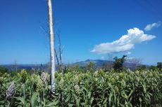 KSP Moeldoko: Sumba Berpotensi Besar Jadi Pulau Sorgum