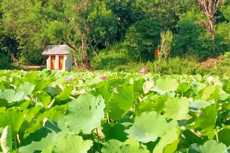 Bunga Teratai atau Lotus Rana Tonjong, Kelurahan Pota, Kecamatan Sambi Rampas, Kabupaten Manggarai Timur, NTT, Rabu, (22/3/2023). (KOMPAS.com/DOK/ARSYAD/PENJAGA DINAS PARIWISATA KECAMATAN SAMBIRAMPAS)