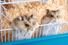 Seberapa Sering Harus Membersihkan Kandang Hamster?