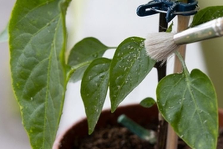 Ilustrasi kutu daun pada cabai