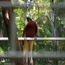 11 Ekor Burung Cenderawasih Dilepasliarkan di Taman Wisata Alam Kota Sorong