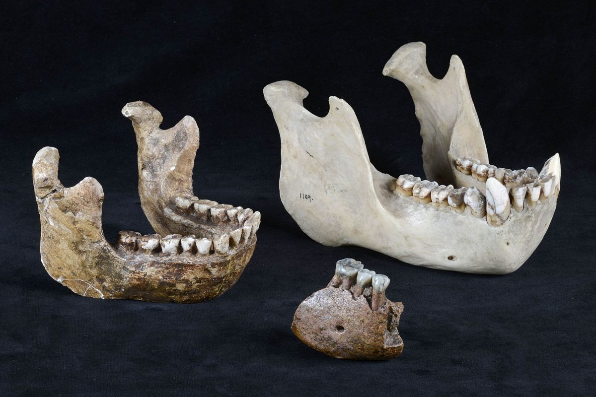 Fosil rahang bawah Meganthropus paleojavanicus