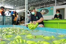 Kisah Pisang Cavendish, Penemunya Bangsawan Inggris