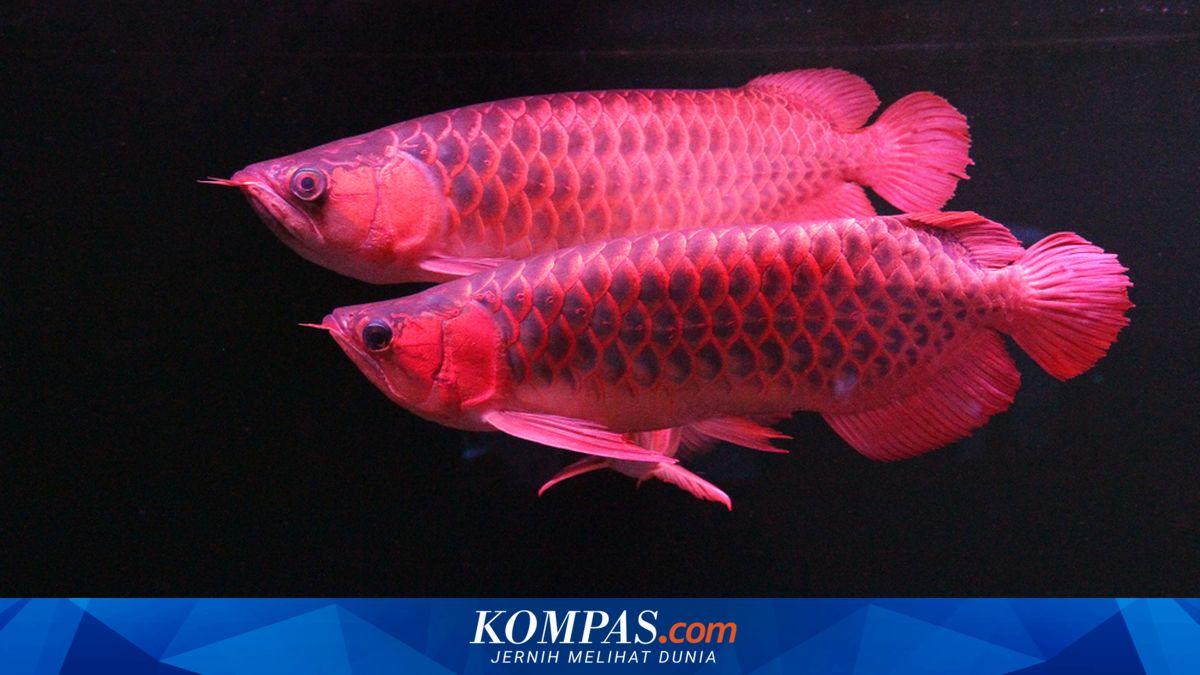Langkah Penyelamatan Arwana Super Red dengan Ekowisata Danau Lindung
