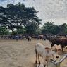 Kasus Antraks dan Ketakutan Pedagang Hewan di Gunungkidul Dagangannya Menurun