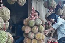 Saatnya Pesta Durian, Lebih Enak Makan di Tempat