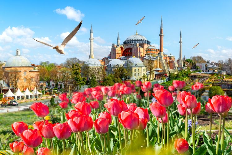 Tulip bermekaran dalam gelaran Tulip Festival di kawasan Sultanahmet, Hagia Sophia, Turki

