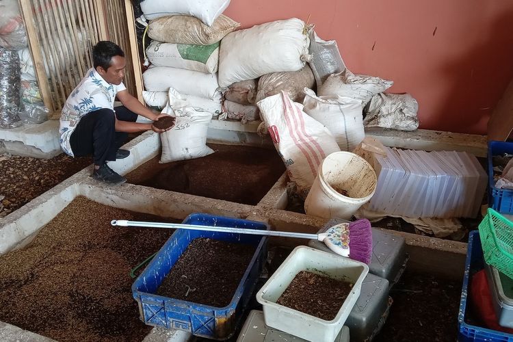 Kasgot atau sisa pencernaan yang dihasilkan larva maggot ini bisa diaplikasikan sebagai pupuk organik tanaman untuk menjaga unsur hara tanah.