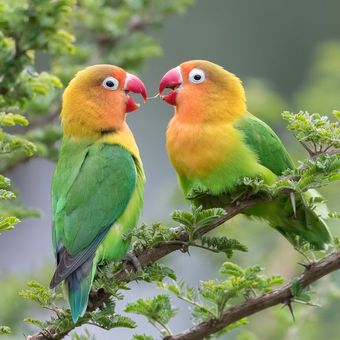 Ilustrasi burung lovebird.