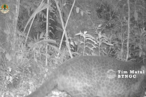 Temuan Baru 3 Macan Tutul Tambah Populasi Satwa Kunci Gunung Ciremai