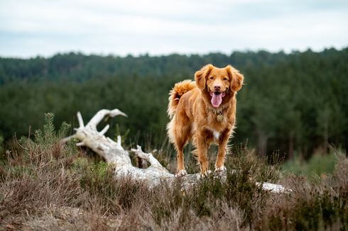 8 Ras Anjing Terbaik untuk Berburu