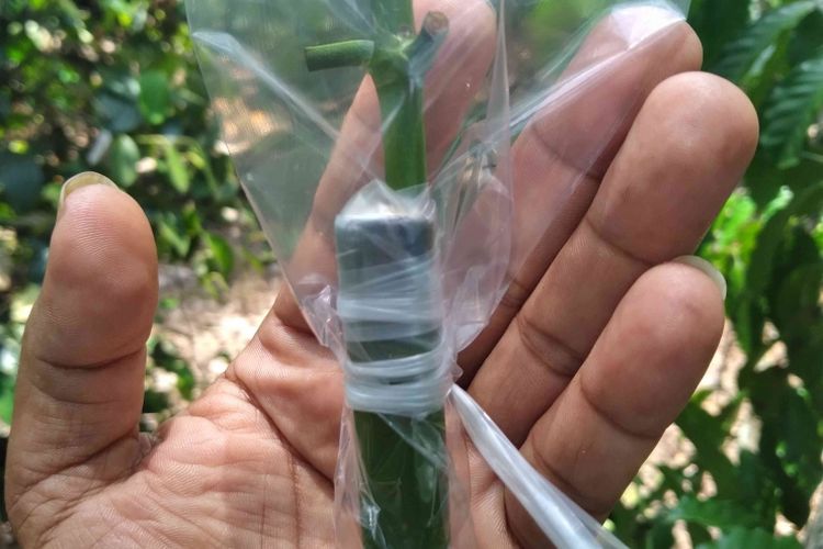 Selesai proses grafting kopi di kebun