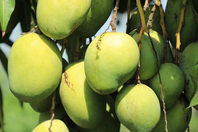 Ilustrasi tanaman mangga, tanaman buah mangga. 
