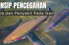 Ketahui Prinsip Pencegahan Hama dan Penyakit pada Ikan