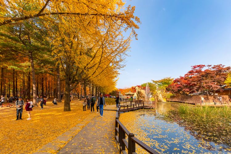 Ilustrasi musim gugur di Nami Island, Korea Selatan. 