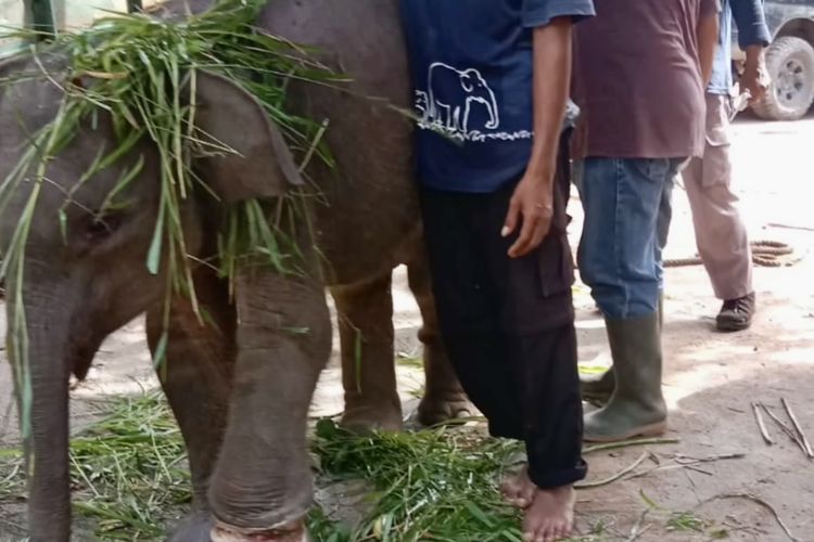 Anak gajah liar yang ditemukan terlilit jerat kawat baja setelah dievakuasi petugas Balai TNWK, Minggu (25/2/2024).