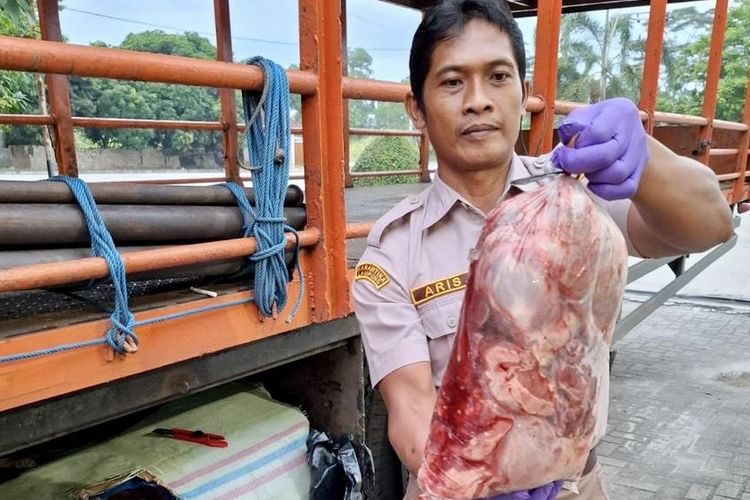 Petugas Karantina Lampung menunjukkan daging celeng yang hendak diselundupkan ke Jawa, Jumat (26/4/2024). Total sebanyak 390 kilogram daging celeng hendak diselundupkan melalui Pelabuhan Bakauheni.