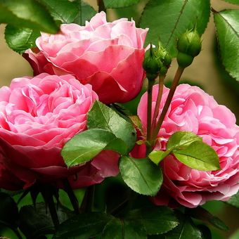 Ilustrasi bunga mawar, tanaman bunga mawar. 