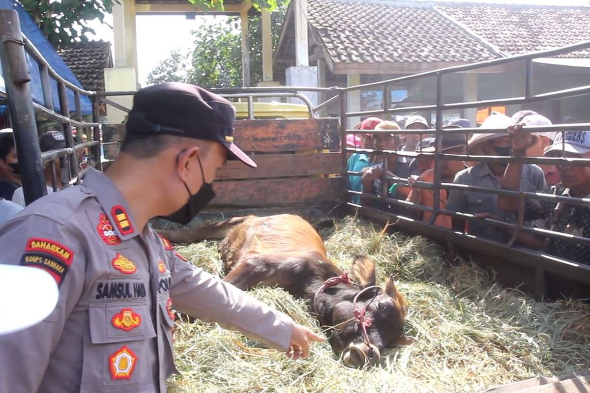 Sapi mati di Lumajang saat hendak diturunkan dari mobil pikap, Jumat (13/5/2022)