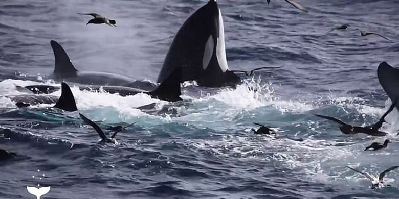 75 ekor orca bekerja sama memangsa paus biru hidup-hidup.
