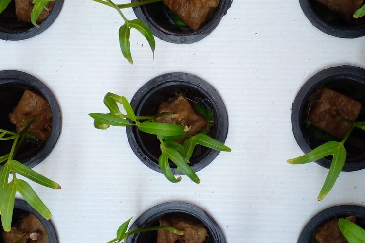 Ilustrasi kangkung, ilustrasi hidroponik.