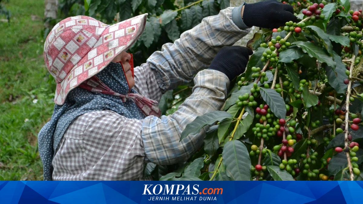 Khe Sanh Vietnam Siap Jadi Destinasi Wisata Kopi Baru di Asia, Apa Daya Tariknya?