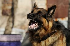 6 dari 8 Sampel Otak Anjing Asal Sikka Positif Rabies