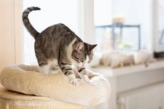 Apa yang Dilakukan Kucing saat Ditinggal di Rumah Sendirian?