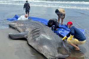 Hiu Paus Terdampar Mati di Purworejo, Lambung Penuh Udang Rebon