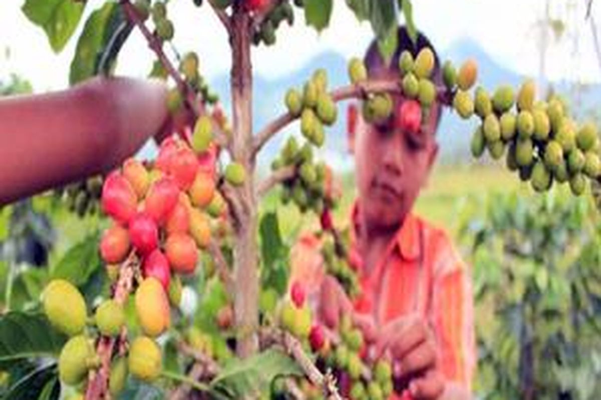 Anak-anak di Desa Pondok Gajah, Kecamatan Bukit, Kabupaten Bener Meriah, Gayo, Aceh, membantu orangtuanya memetik biji kopi arabika gayo yang sudah memerah di pohon untuk dipanen, Jumat (12/8). Kopi gayo merupakan komoditas andalan warga di Dataran Tinggi Gayo yang sejak zaman Belanda sudah merambah pasar ekspor.