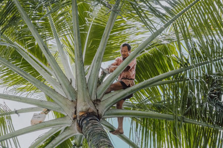 Salah satu anggota CV Bunga Palm sedang mengambil nira kelapa untuk bahan baku gula semut