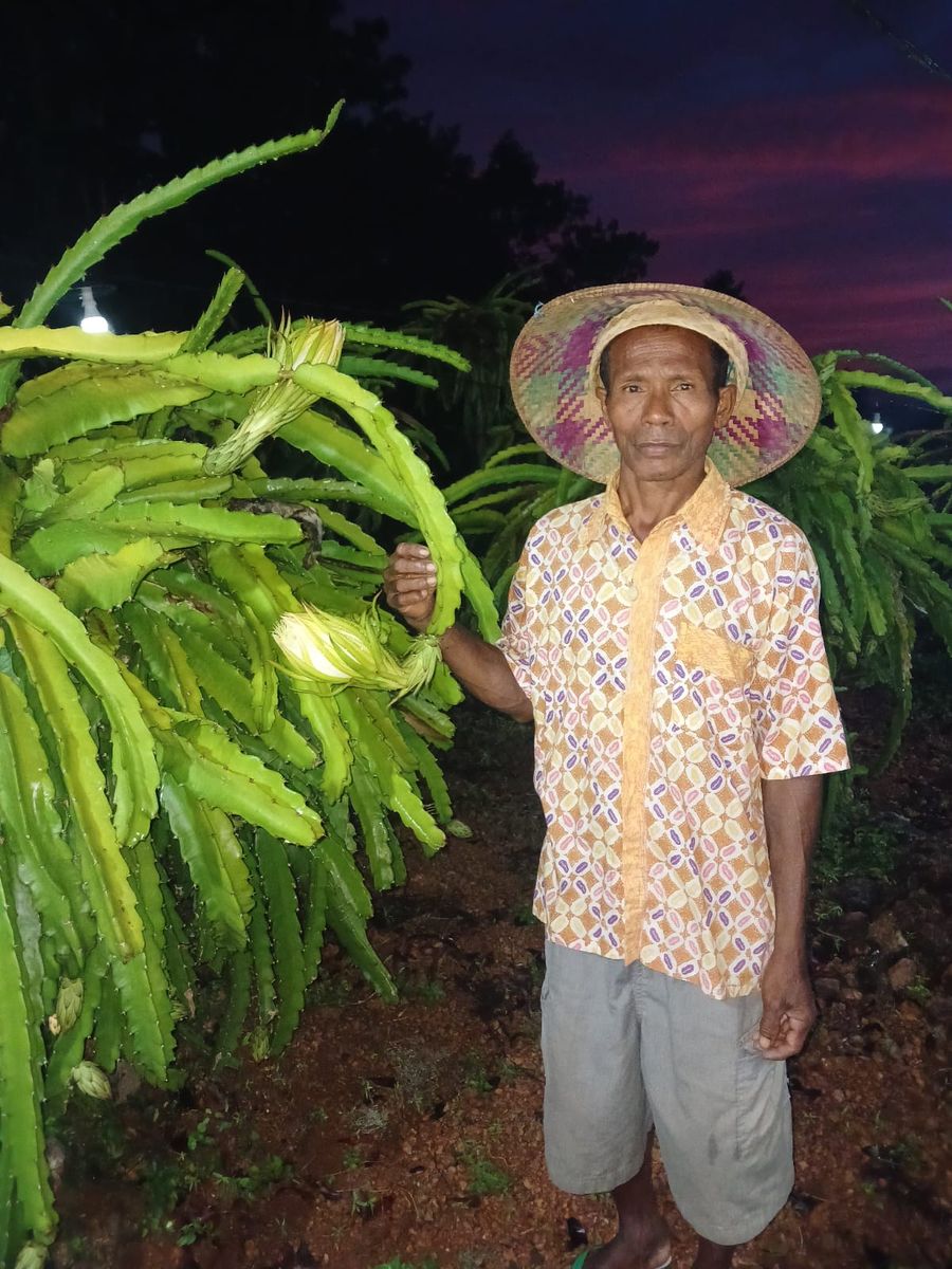 Ignasius Neno Naisau di tengah kebun buah naga