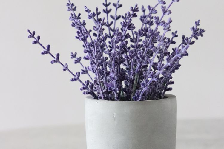 Ilustrasi bunga lavender