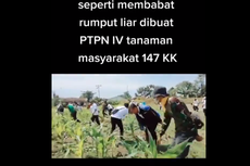 Viral, Video Bernarasi Tanaman Jagung Milik Warga Dibabat Anak Usaha BUMN Perkebunan, Ini Kata PTPN