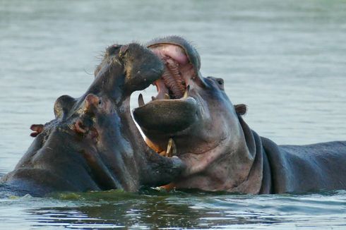 Kuda Nil dan Gajah Afrika Hewan Terbesar di Dunia, Mana yang Paling Berat?