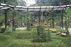 Kebun Raya Cibodas Buka Taman Liana, Pamerkan Raspberry Khas Indonesia