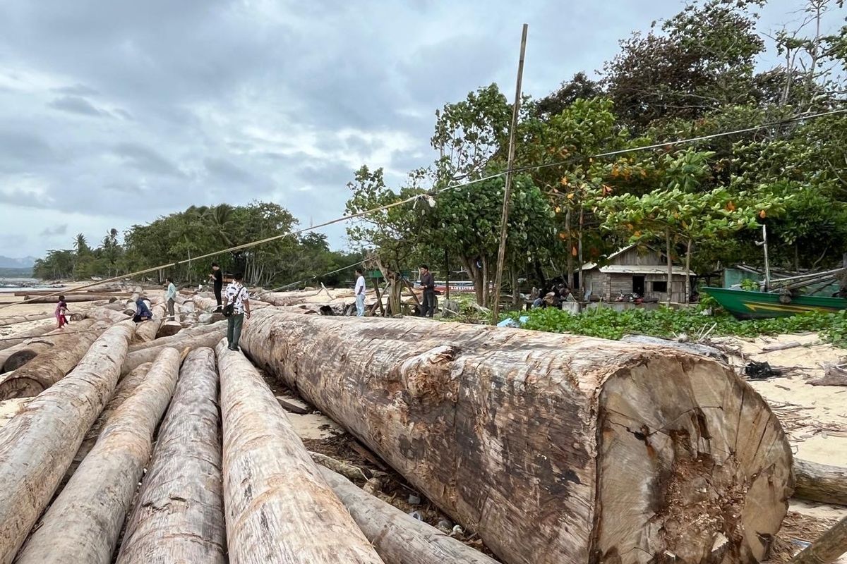 Kayu-kayu gelondongan yang terdampar di pantai Kabupaten Pesisir Barat, Minggu (7/12/2025).