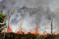 Langkah Strategis untuk Antisipasi Kebakaran Hutan dan Lahan di IKN
