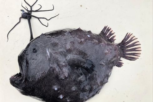 Ikan Pacific Football dari Laut Dalam yang Langka Kembali Ditemukan di California