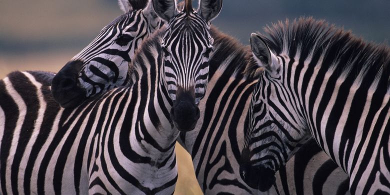 Mengapa Zebra Punya Garis-Garis Hitam Putih Di Tubuh? Ini Penjelasan Sains  Halaman All - Kompas.com