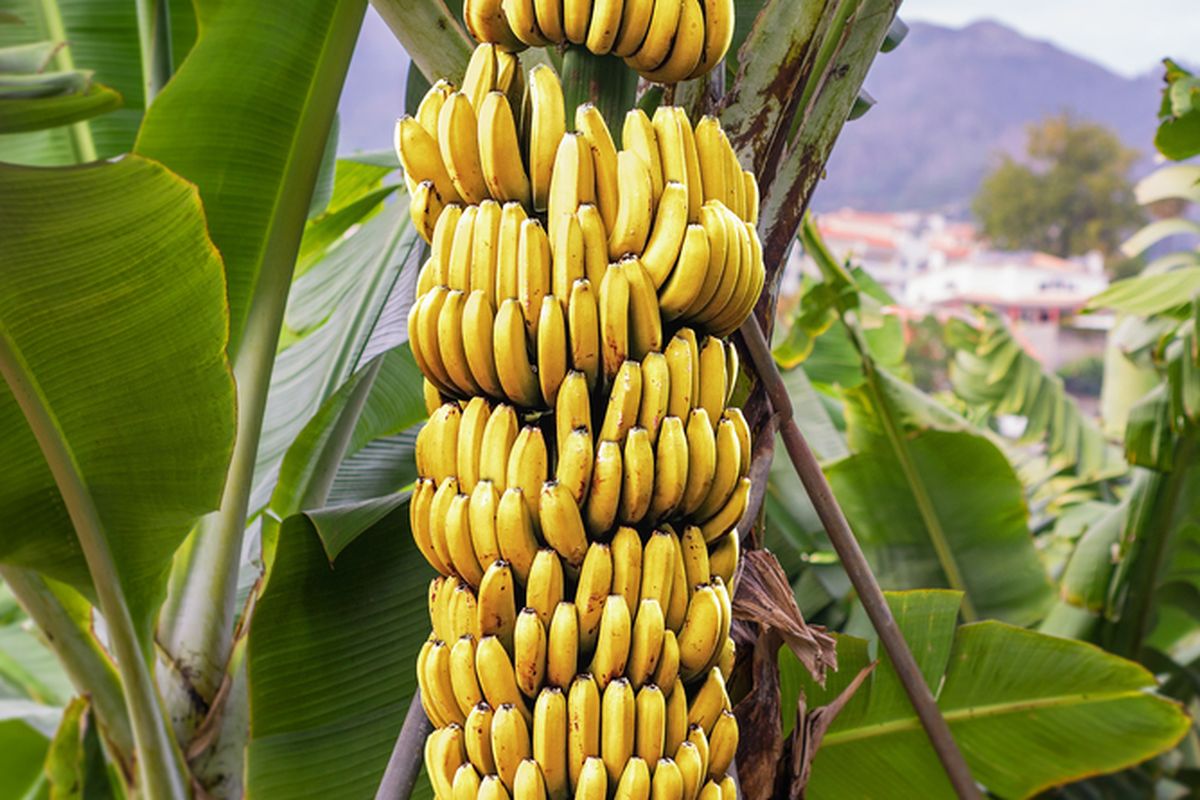 Ilustrasi pohon pisang, menanam pisang  