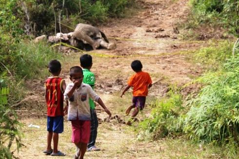 5 Fakta di Balik Kematian Gajah di Indonesia