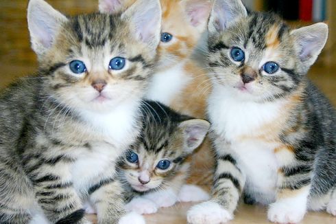 5 Tips Menghentikan Kebiasaan Menggigit pada Anak Kucing