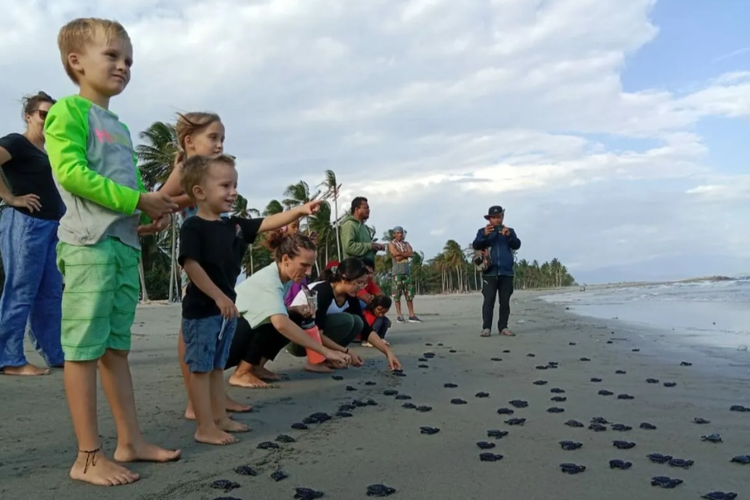 Pelepasliaran tukik yang dilakukan sejumlah aktivis pecinta penyu di Pantai Mampie Kabupaten Polewali Mandar. 