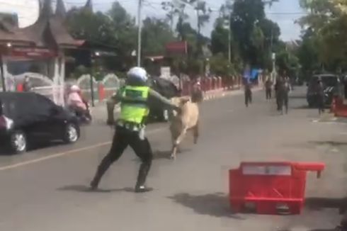Viral, Video Polisi Lalu Lintas Adang Sapi Kurban yang Kabur ke Jalan Raya Bukittinggi