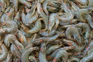 Udang Muncul Massal ke Permukaan Sungai di Kalsel, Ada Apa Sebenarnya?