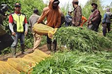 10.000 Tanaman Ganja Ditemukan Lagi di Lereng Semeru