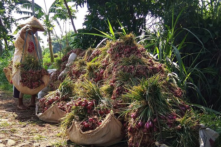 Petani bawah merah di Kecamatan Panekan Kabupaten Magetan memanen tanaman bawang merah mereka. Meski harga bawang merah sempat tinggi, namun petani belum bisa menikmati hasil panen mereka karena sistem ijon dan mahalnya harga bibit bawang merah. 