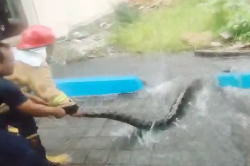 Viral, Video Damkar Ngawi Evakuasi Ular Piton Sepanjang 5 Meter, Ini Kronologinya